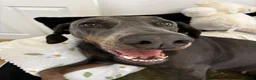Dobermann dogs for sale: Blue Doberman girl rehome - Advert 3