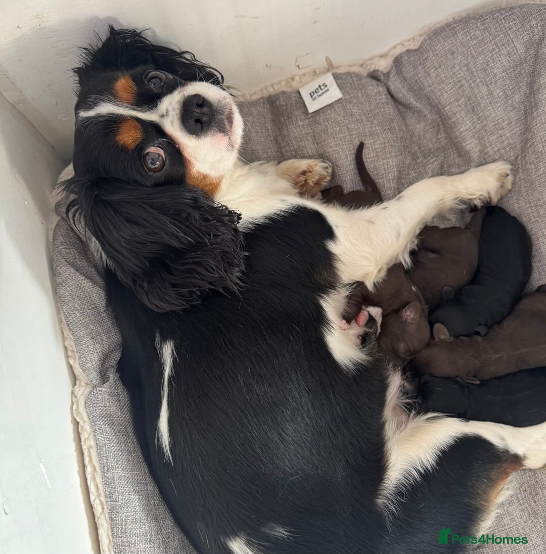 Cavapoo dogs for sale: F1 Cavapoo pups. Beautiful litter of five bitches. - Image 13