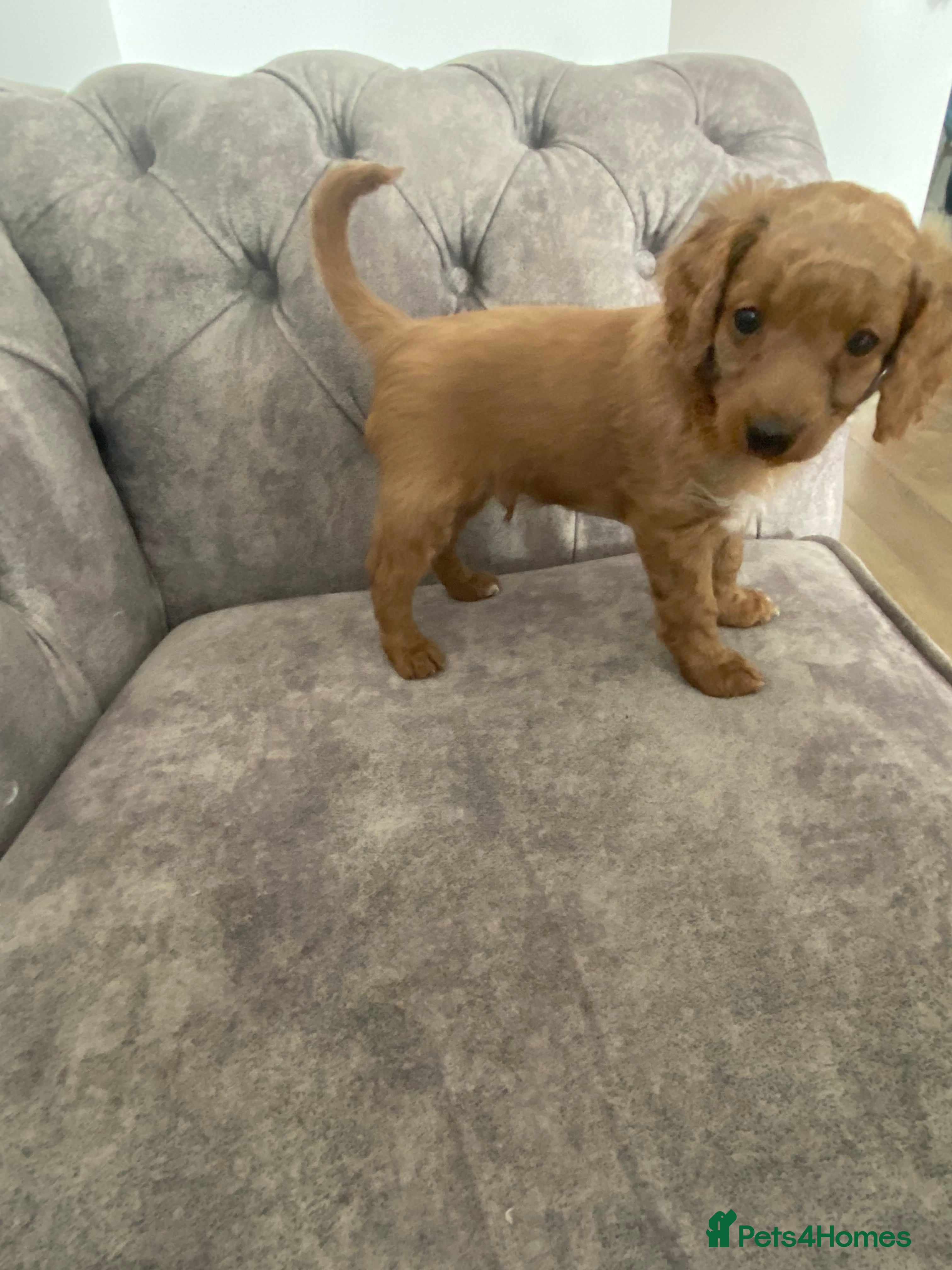 Cockapoo dogs Toy Poodle Cross Puppies, Mum & Dad Seen, London - Advert 1