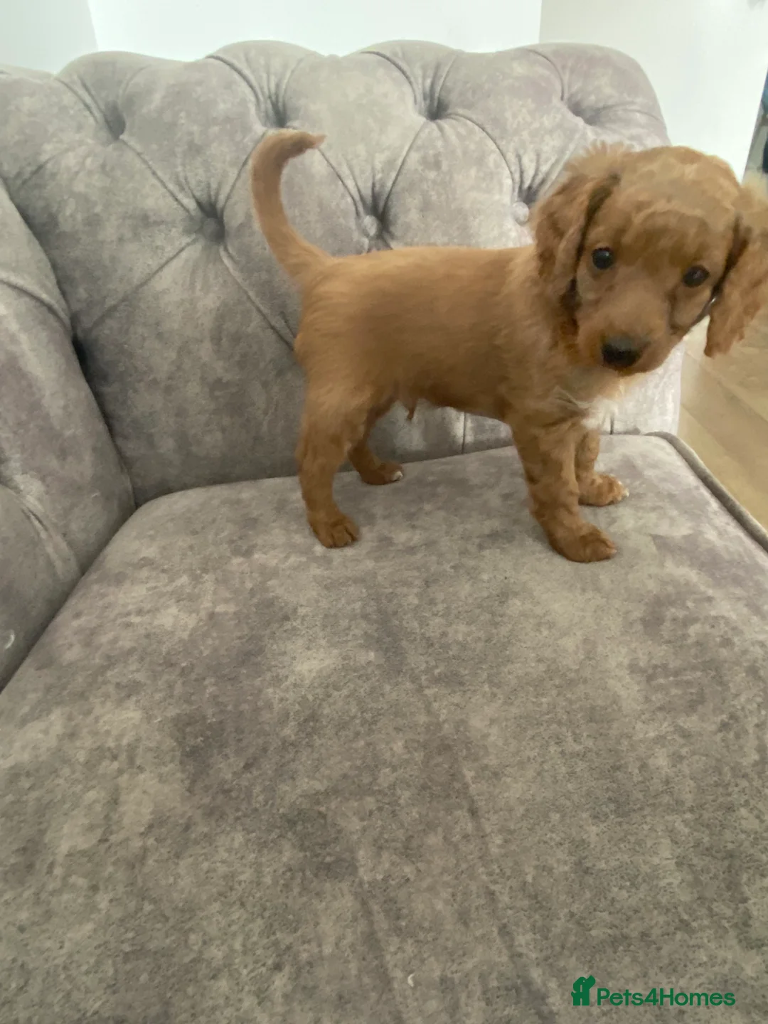 Cockapoo dogs for sale: Toy Poodle Cross Puppies, Mum & Dad Seen, London - Advert 1