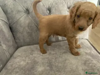 Cockapoo dogs Toy Poodle Cross Puppies, Mum & Dad Seen, London - Advert 1