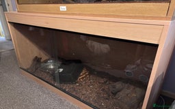 Python Snake reptiles for sale: 1.0 Blood Python  - Image 3