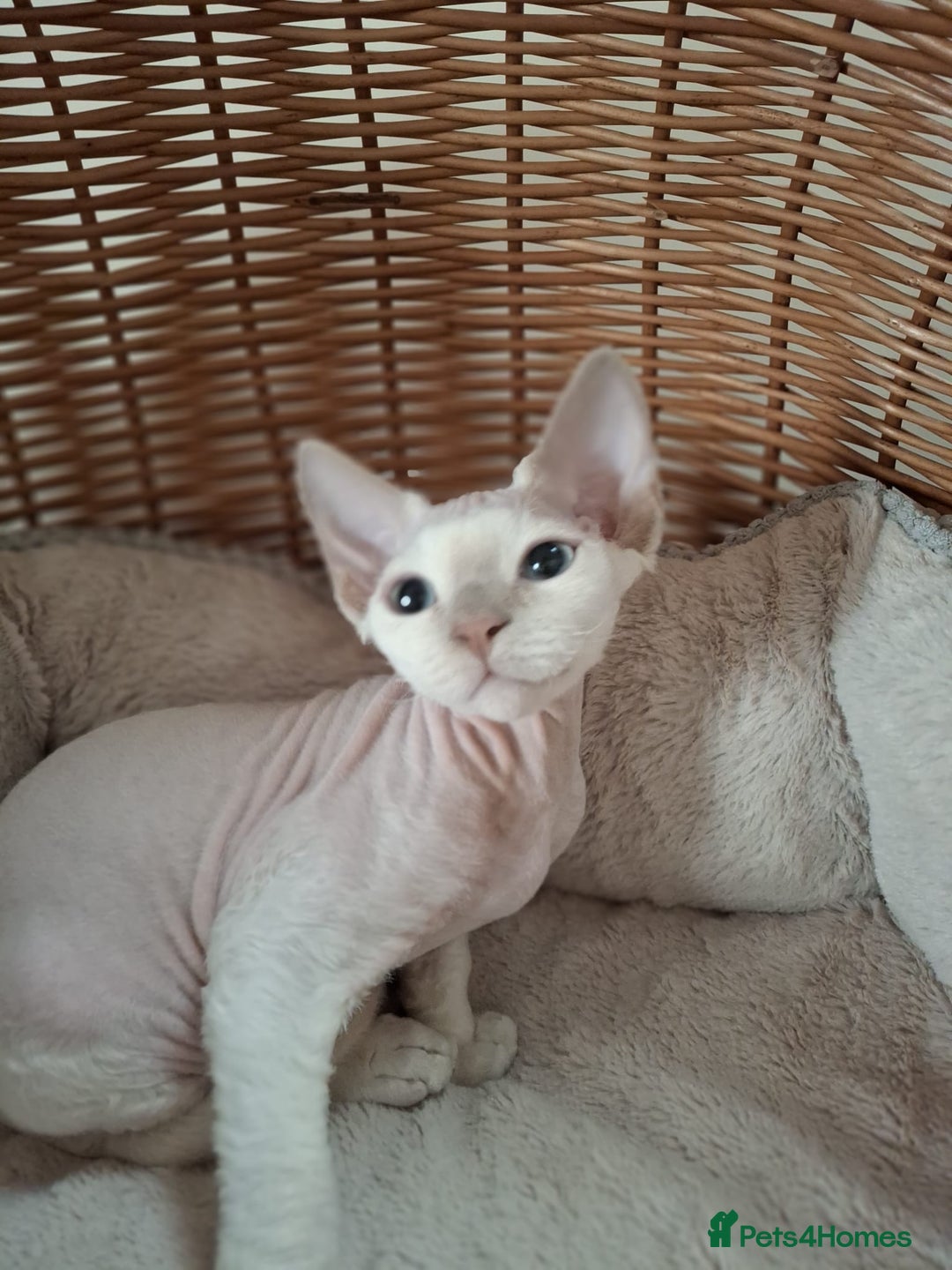 Devon Rex cats for sale: 🥰Leo lilac point with blue eyes Ready now - Image 9