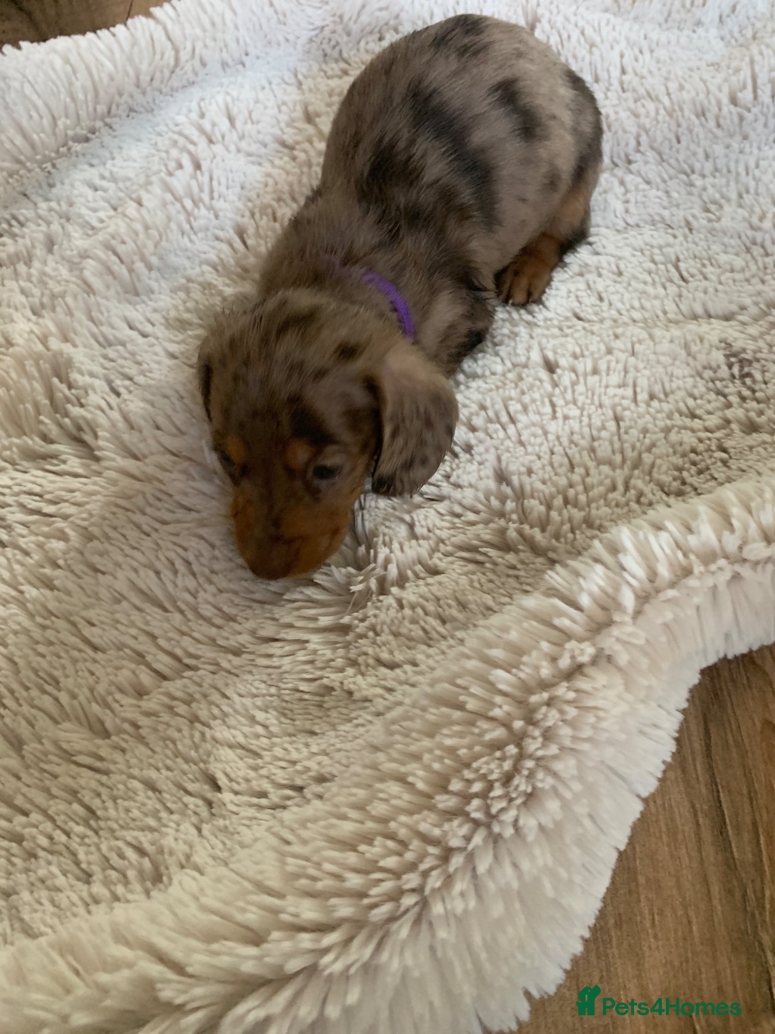 Dachshund dogs Miniature dachshund puppies 4 boys - Advert 2