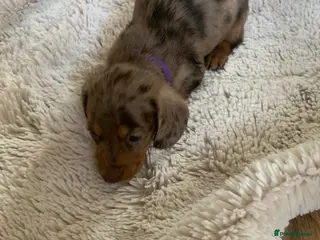 Dachshund dogs Miniature dachshund puppies 4 boys - Advert 2