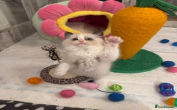 Ragdoll cats for sale: One Girl Available 🌸 - Image 21