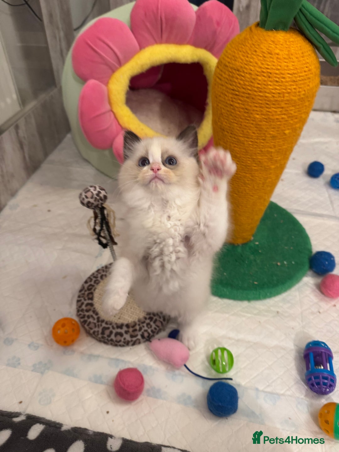 Ragdoll cats for sale: One Girl Available 🌸 - Image 21