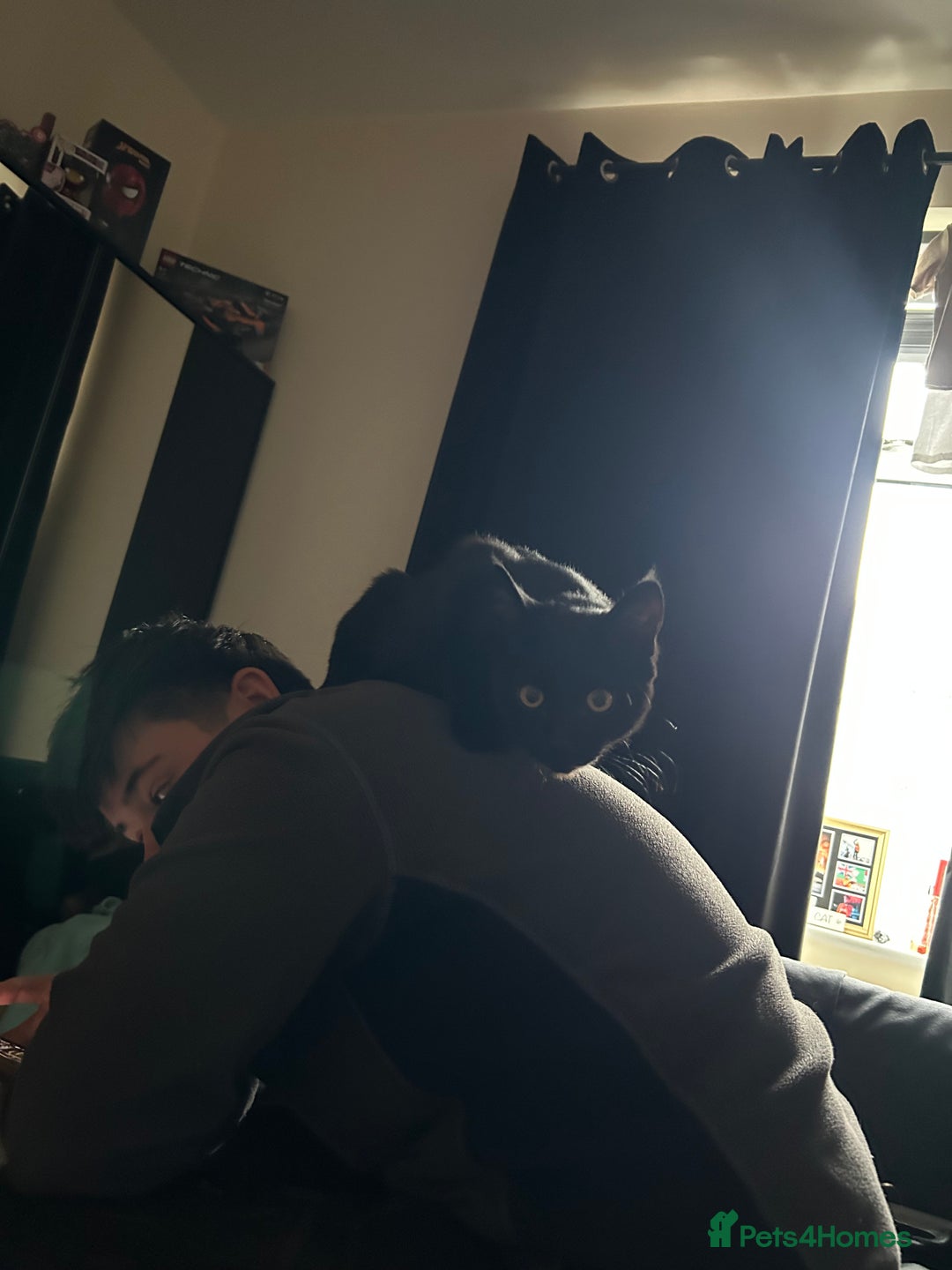 Bombay cats for sale: loki- 7 month old bombay  - Advert 3