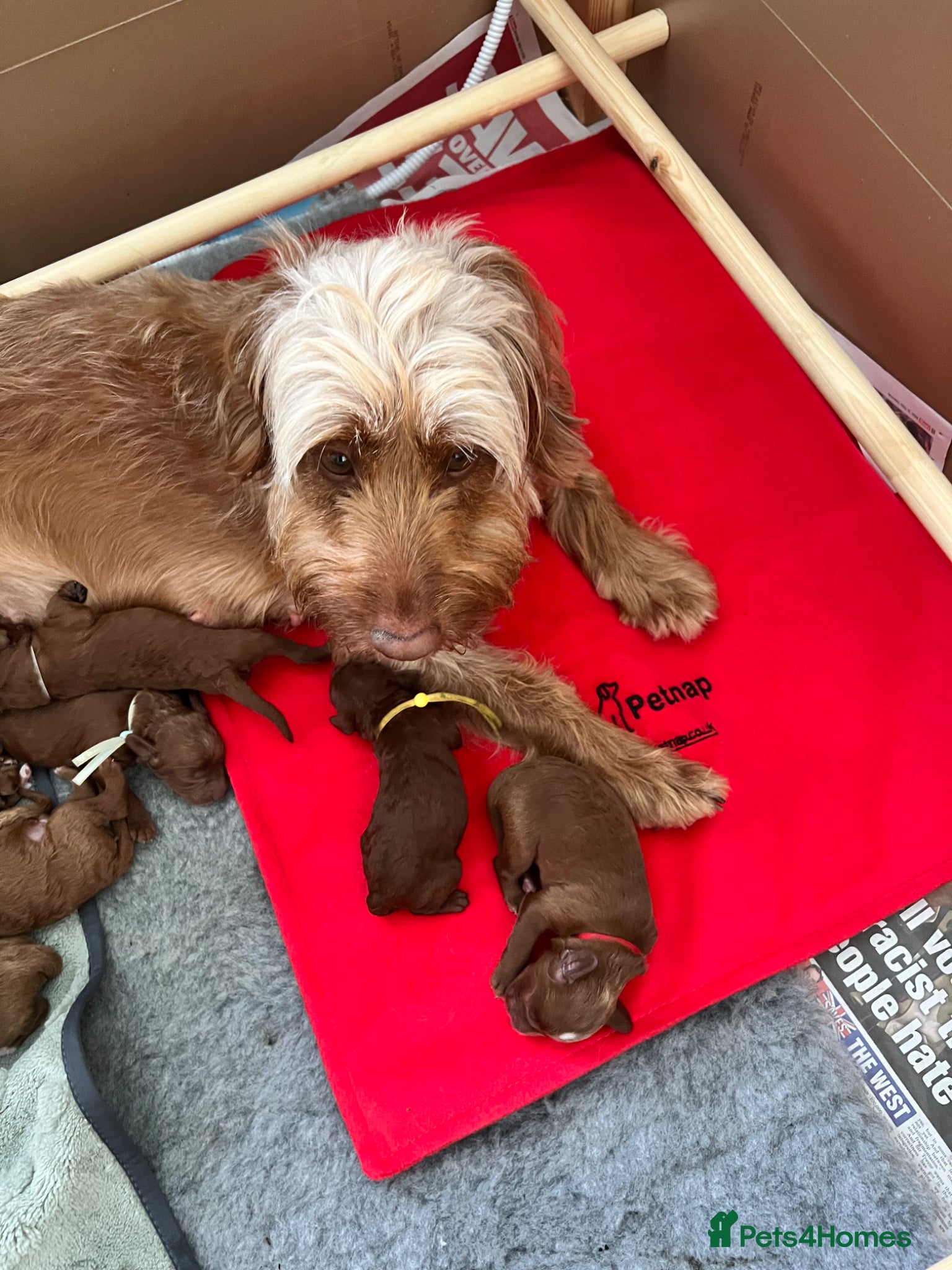 Cockapoo dogs 8 home raised red F1B cockapoos 3 girls/5 boys - Advert 2