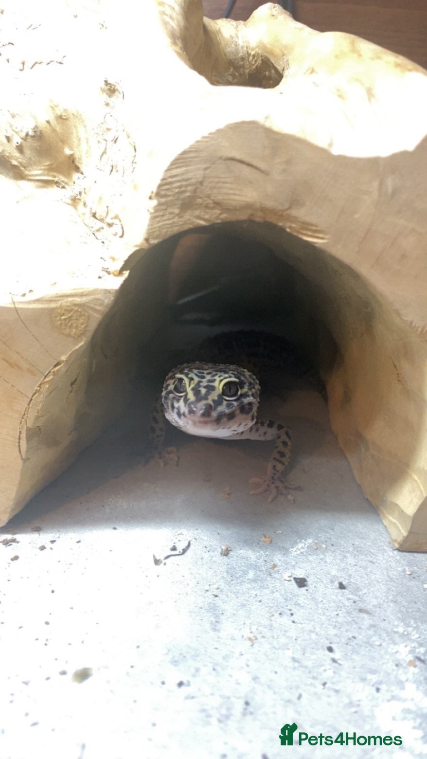 Leopard Gecko reptiles for sale: 5-6 year old leopard ghecko - Advert 2