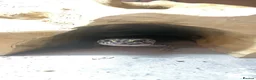 Leopard Gecko reptiles for sale: 5-6 year old leopard ghecko in Bridport - Advert 1