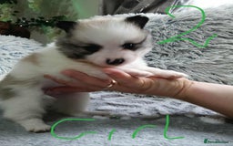 Pomeranian dogs for sale: Pomeranian puppies looking for their forever homes - Image 6