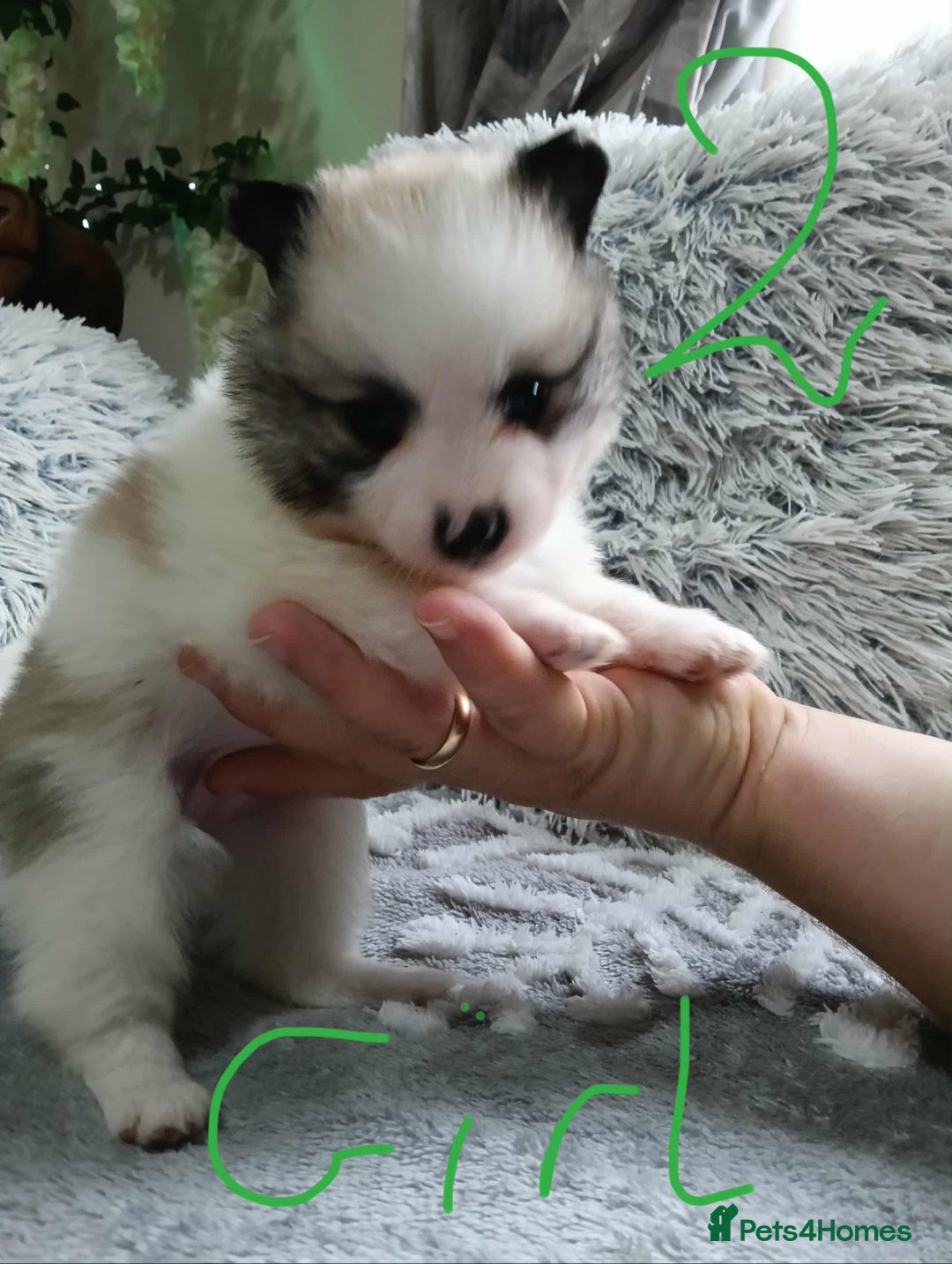 Pomeranian dogs for sale: Pomeranian puppies looking for their forever homes - Image 6