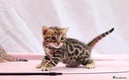 Bengal cats for sale: 🔥Absolute stunning Bengals for reservation🔥 - Image 8