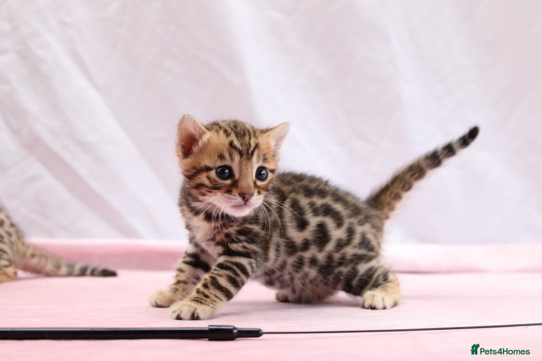 Bengal cats for sale: 🔥Absolute stunning Bengals for reservation🔥 - Image 8