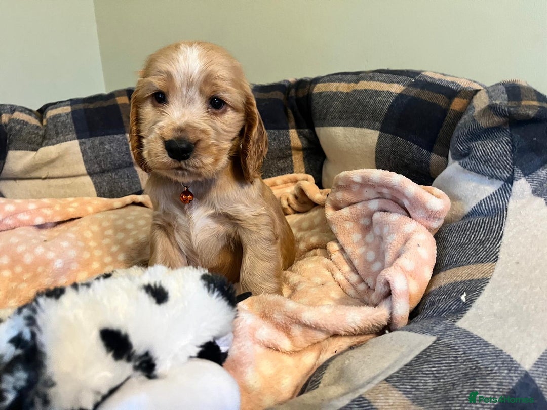 Cocker Spaniel dogs for sale: ✨ KC Show-Type Cocker Spaniel Puppies ✨ - Advert 9