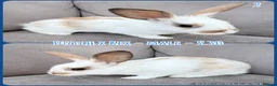 Mixed Breed rabbits for sale: Dutch x Rex Baby Rabbits - Advert 4