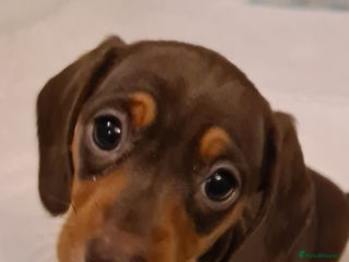 Miniature Dachshund dogs Kc pedigree miniature smooth coat daschunds - Advert 15