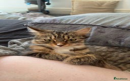 Bengal cats for sale: 2 year old for adoption  - Image 5