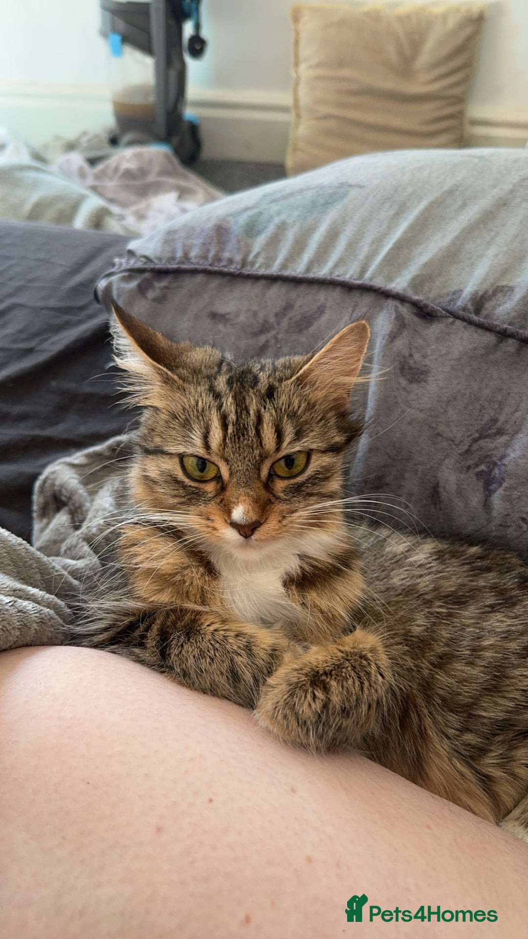 Bengal cats for sale: 2 year old for adoption  - Image 5
