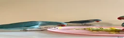 Ringnecks birds for sale: Hand reared indian ringneck babies - Advert 12