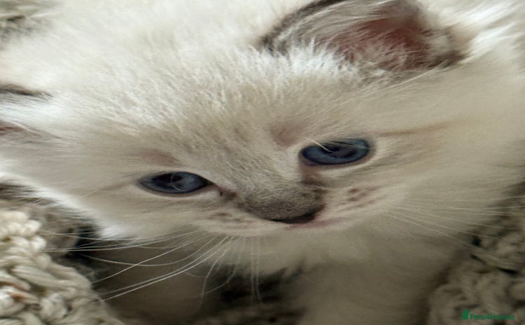 Ragdoll cats - Advert 9
