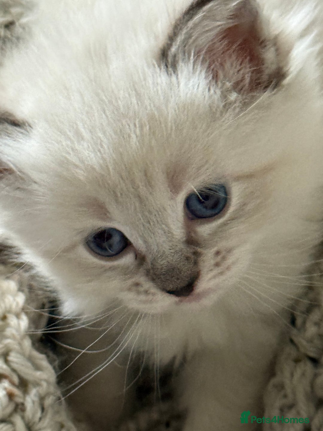 Ragdoll cats for sale: Lynx Seal Point and Seal Ragdoll Kittens - Image 1