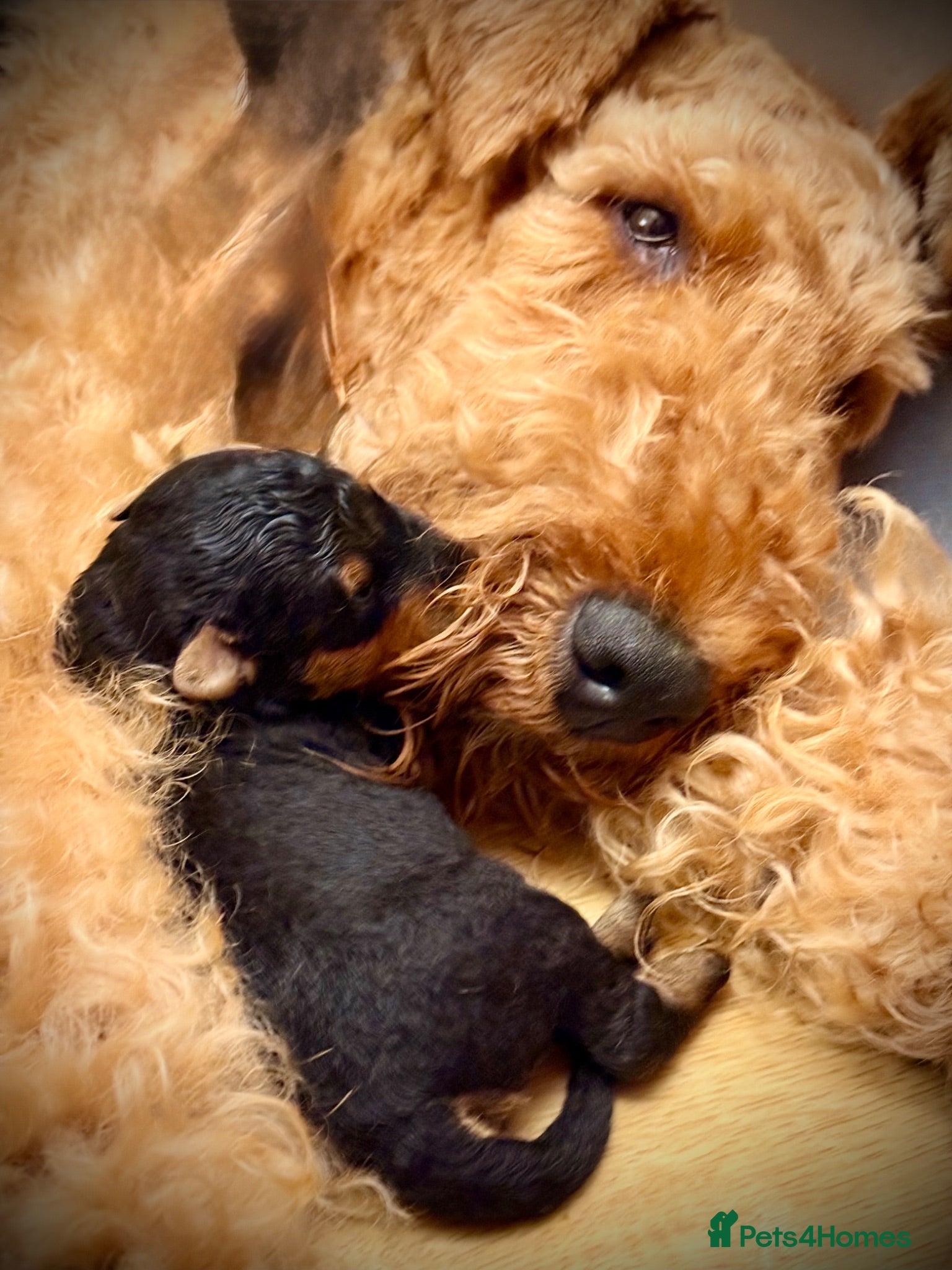 Airedale Terrier dogs ADORABLE AIREDALE PUPS FROM 5 ⭐️ LICENSED BREEDER - Advert 1