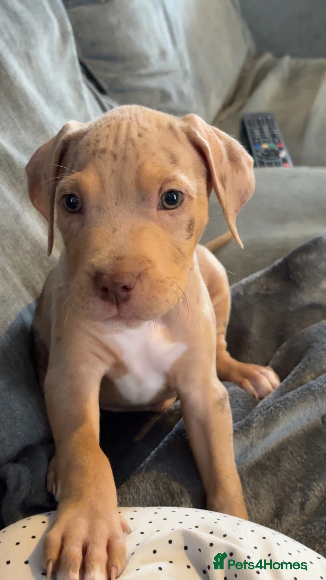 American Bully dogs for sale: American bully  in Telford - Advert 2