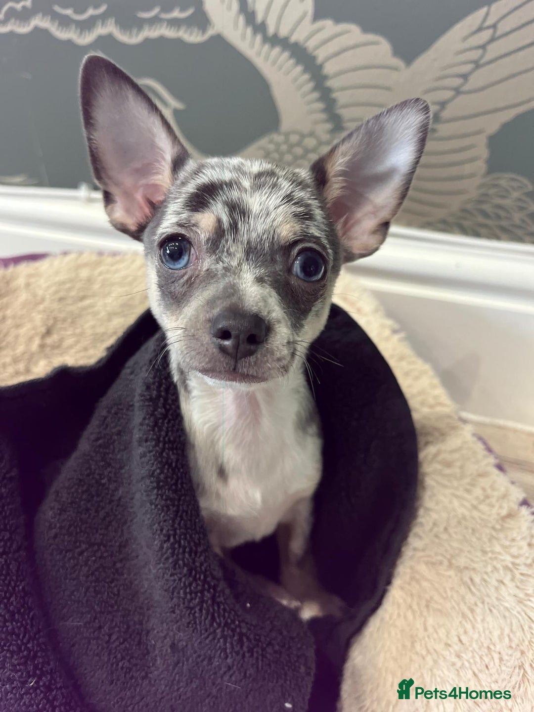 Chihuahua dogs for stud: Handsome Chihuahua for stud - Advert 1