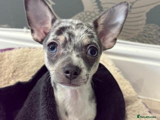 Chihuahua dogs Handsome Chihuahua for stud - Advert 3