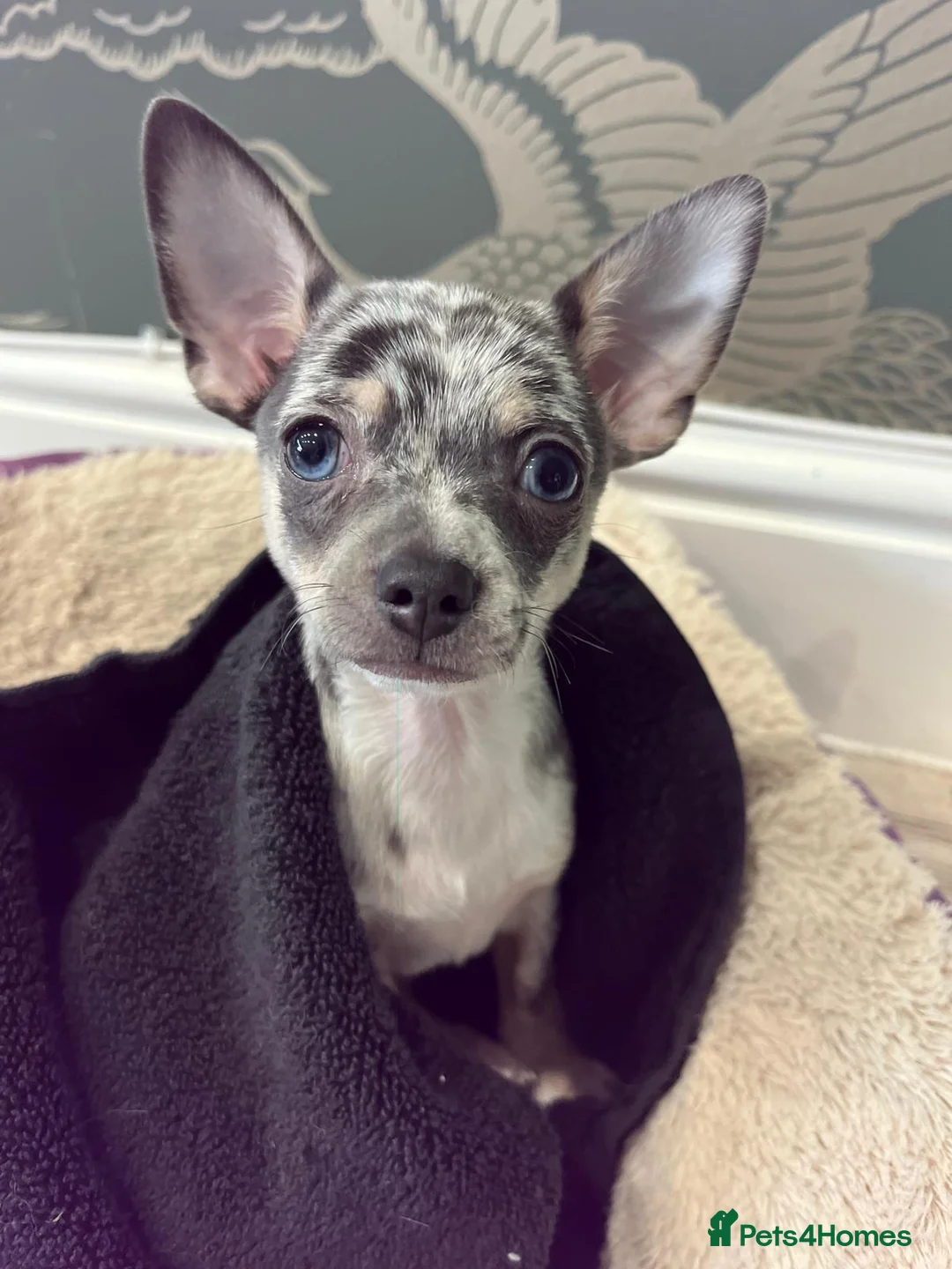 Chihuahua dogs for stud: Handsome Chihuahua for stud - Advert 1