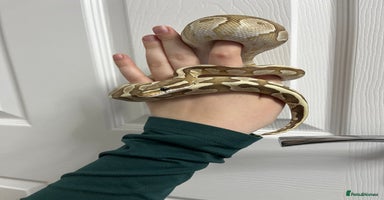 Mixed Breed reptiles - Advert 8