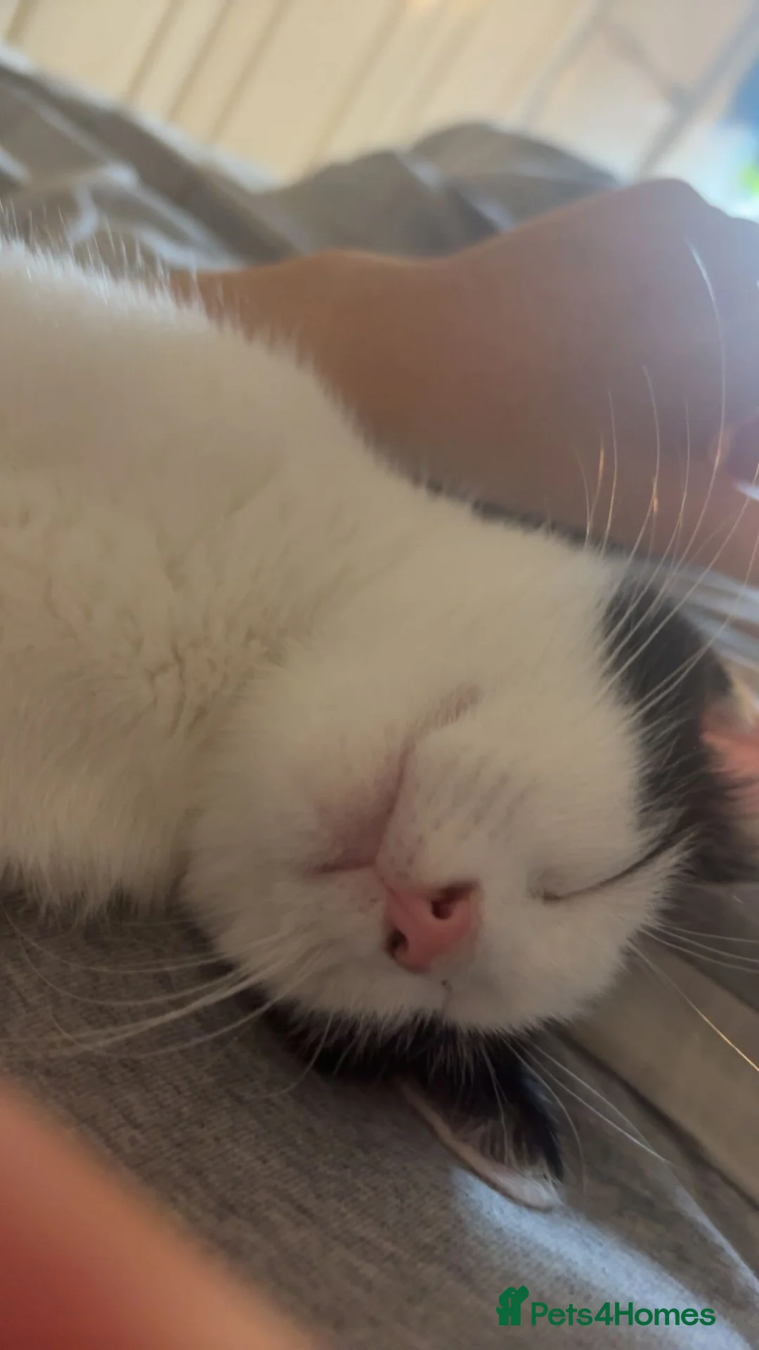 Mixed Breed cats for sale: Babu looking for a forever home - Advert 3