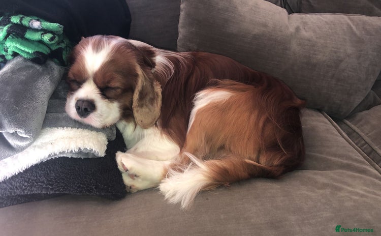 Cavalier King Charles Spaniel dogs - Advert 1