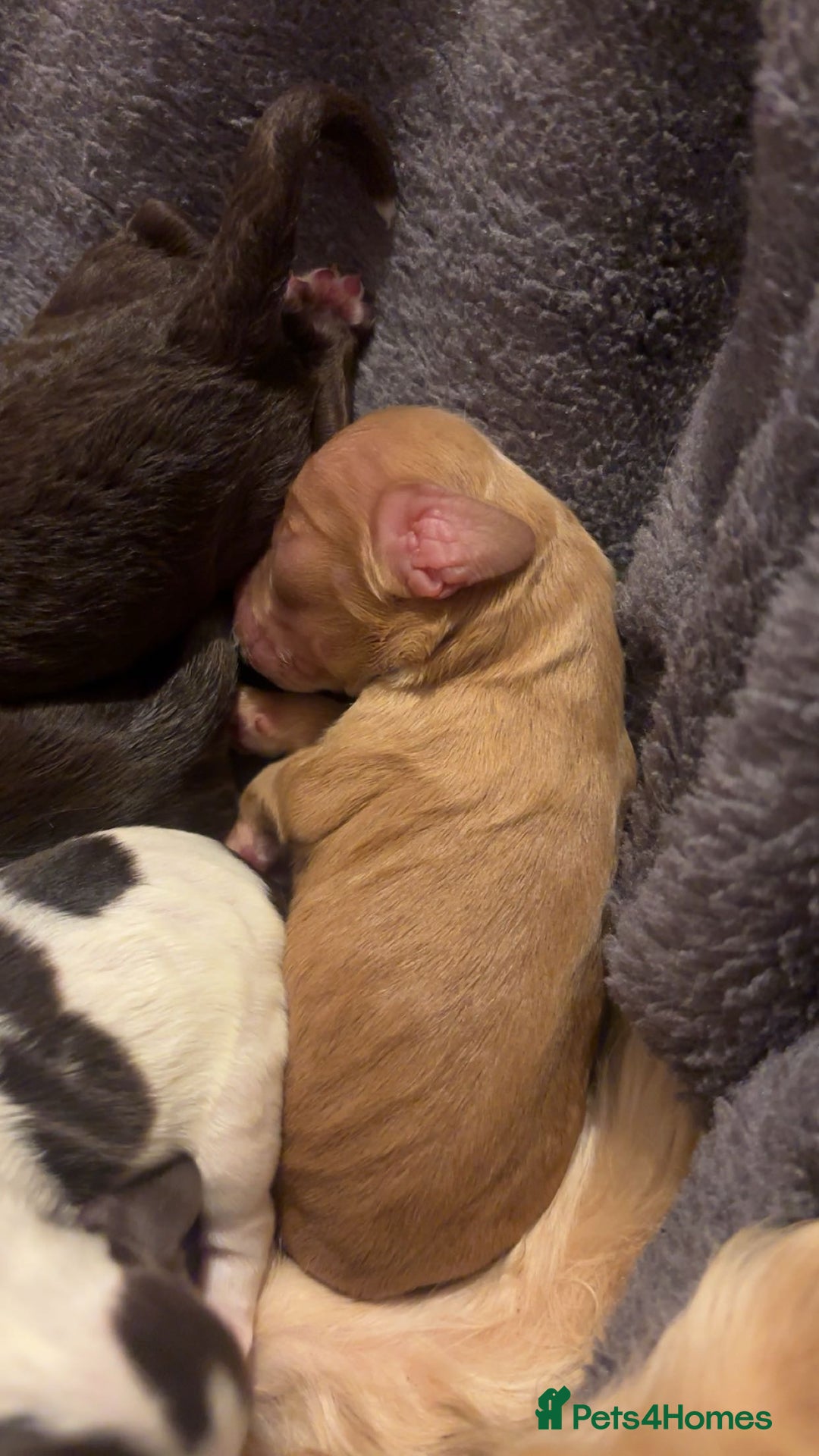 Mixed Breed dogs for sale: Cavapoo puppies  - Advert 2