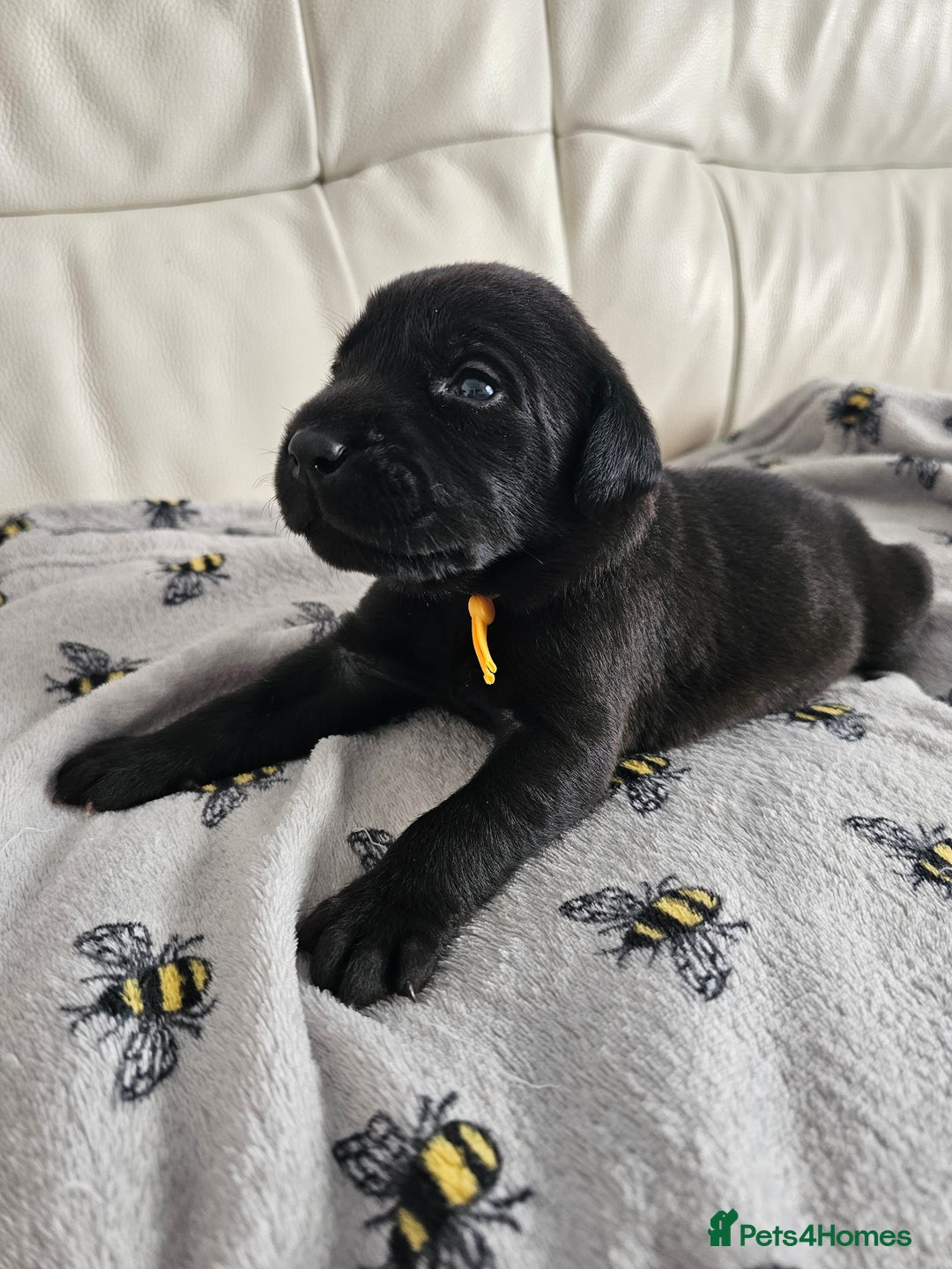 Labrador Retriever dogs for sale: Exceptional Labrador Retriever Puppies - Advert 3