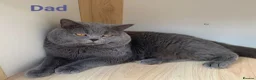 British Shorthair cats for sale: British Shorthair Girls, GCCF, VACCINATED - Advert 7