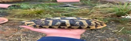 Tortoise reptiles for sale: Uk Bred Dalmatian Hermann tortoise - Advert 6