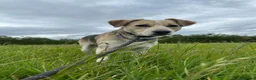 Mixed Breed dogs for adoption: Adorable Thanos needs his own forever home  in Atherstone - Advert 5