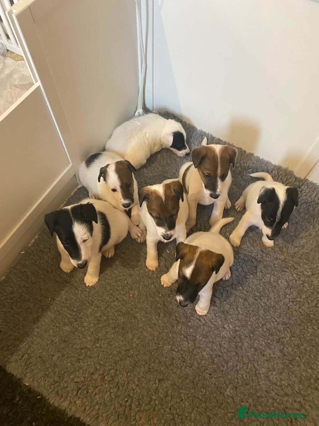 Fox Terrier dogs for sale: Smooth Fox Terrier beautiful home reared puppies   - Advert 13