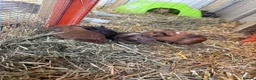 Guinea Pig rodents for sale: Male baby guinea pigs for sale  in Bolton - Advert 4