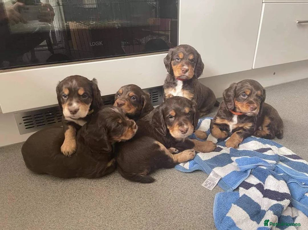 Cocker Spaniel dogs for stud: Well proven working cocker spaniel stud in Diss - Advert 8