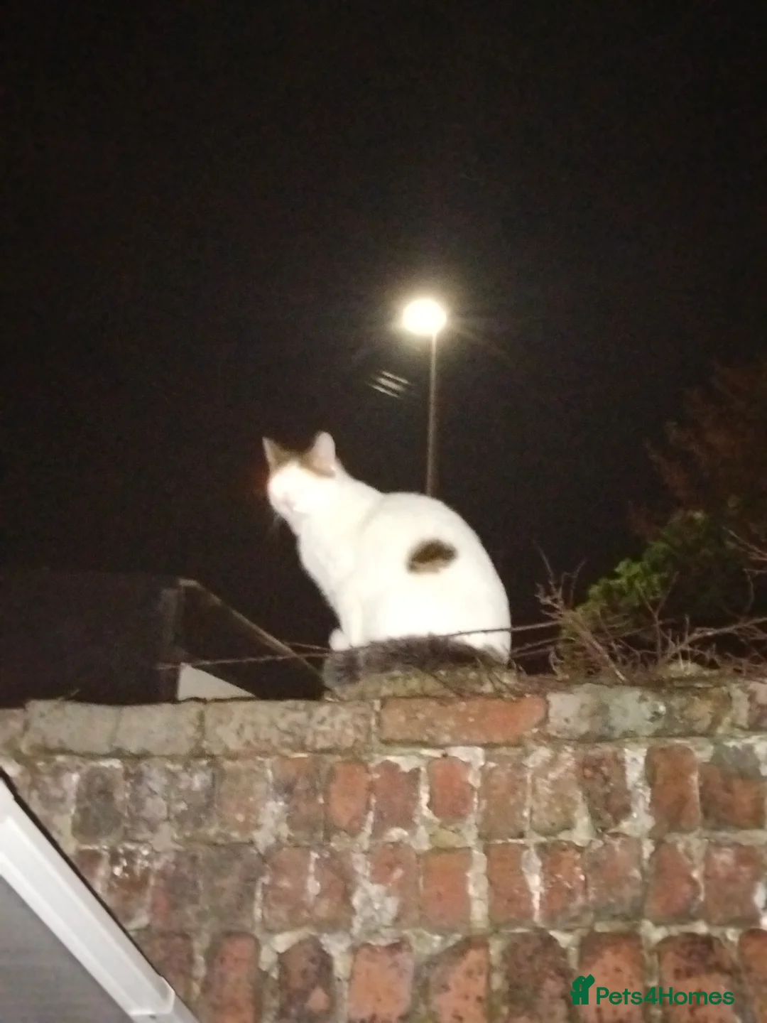 British Shorthair cats for sale: Happy cat in need of family home - Advert 4