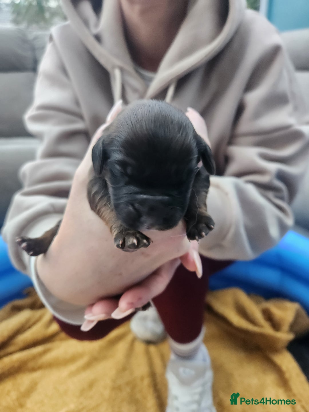 Mixed Breed dogs for sale: ​Beautiful Golden Retriever x Spaniel Pups - Advert 8