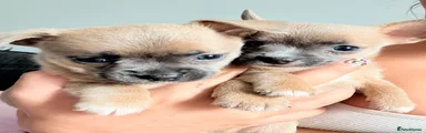 Mixed Breed Puppy 3
