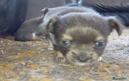 Chihuahua dogs for sale: 2 stunning blue Chihuahua girls  - Image 5