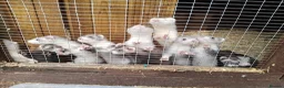 Ferret rodents for sale: Micro x semi angora  - Advert 1