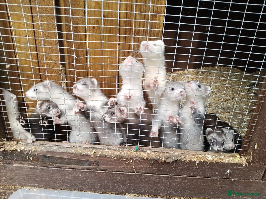 Ferret rodents for sale: Micro x semi angora  - Advert 1