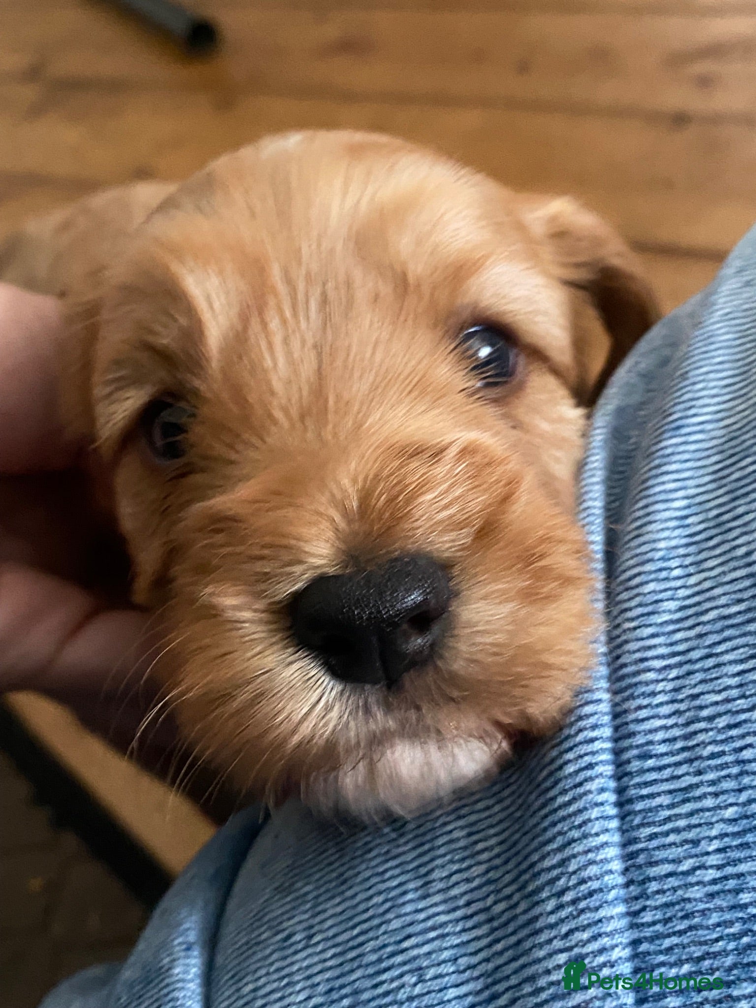 Cockapoo dogs Cockapoo pups for sale - Advert 1